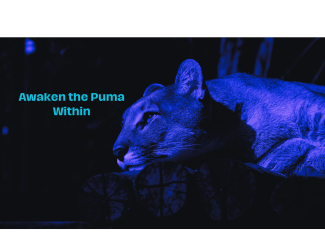Awaken The Puma photo of purple colored puma laying down