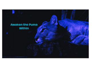 Awaken The Puma photo of purple colored puma laying down